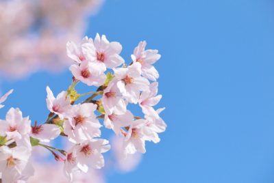桜の枝の写真